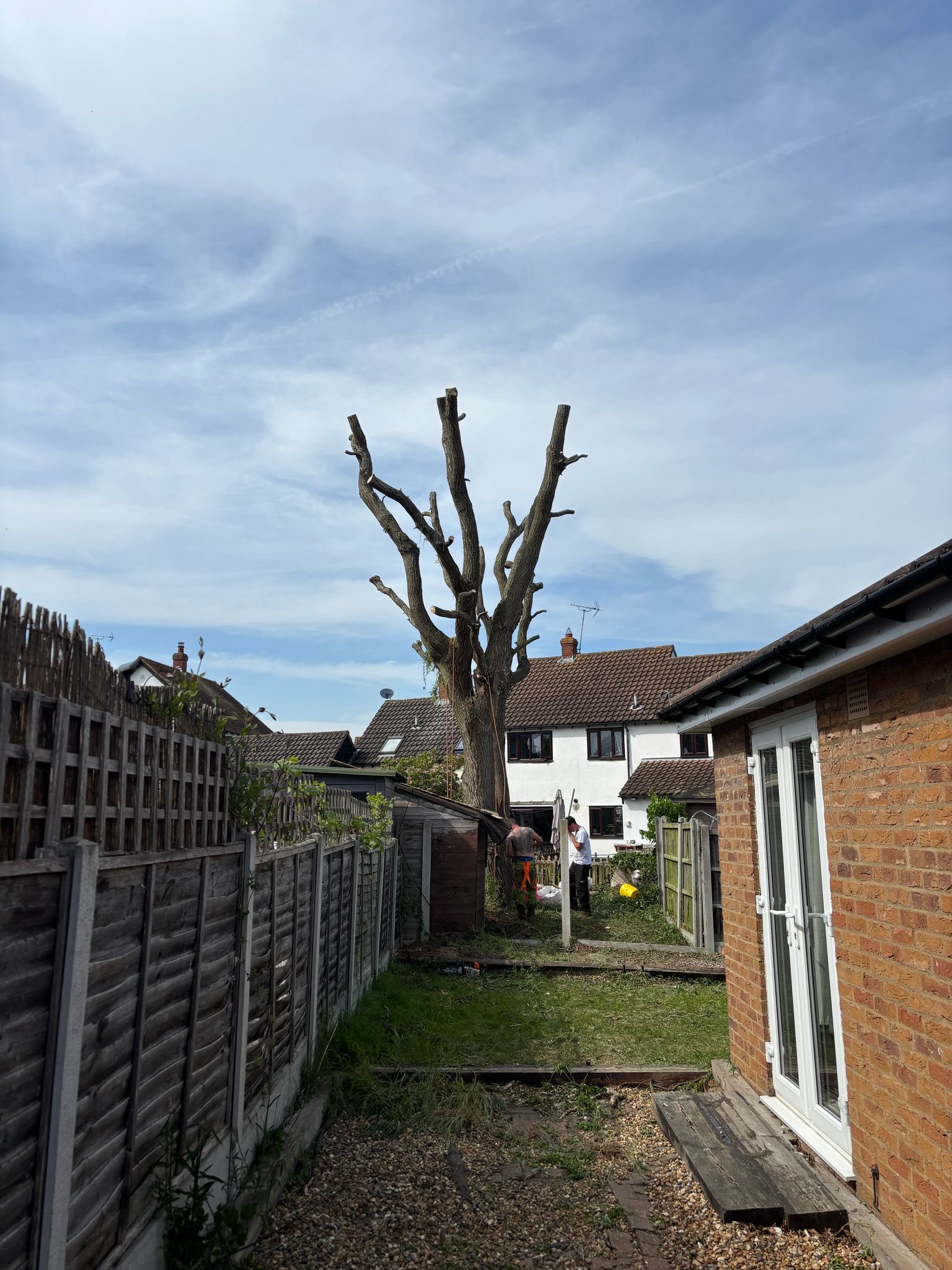 Before tree work - Large tree removal project