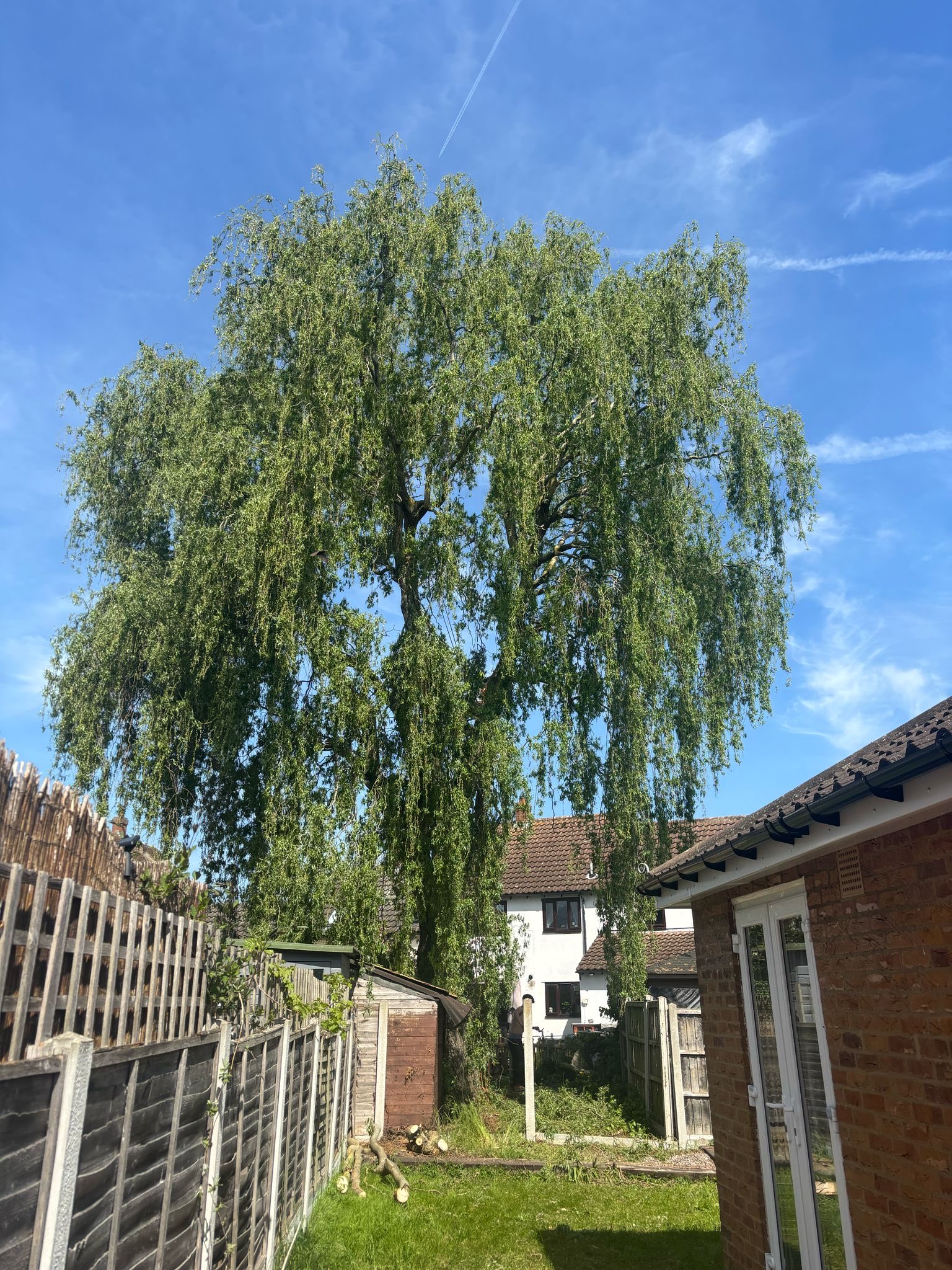 Beautiful tree after professional care