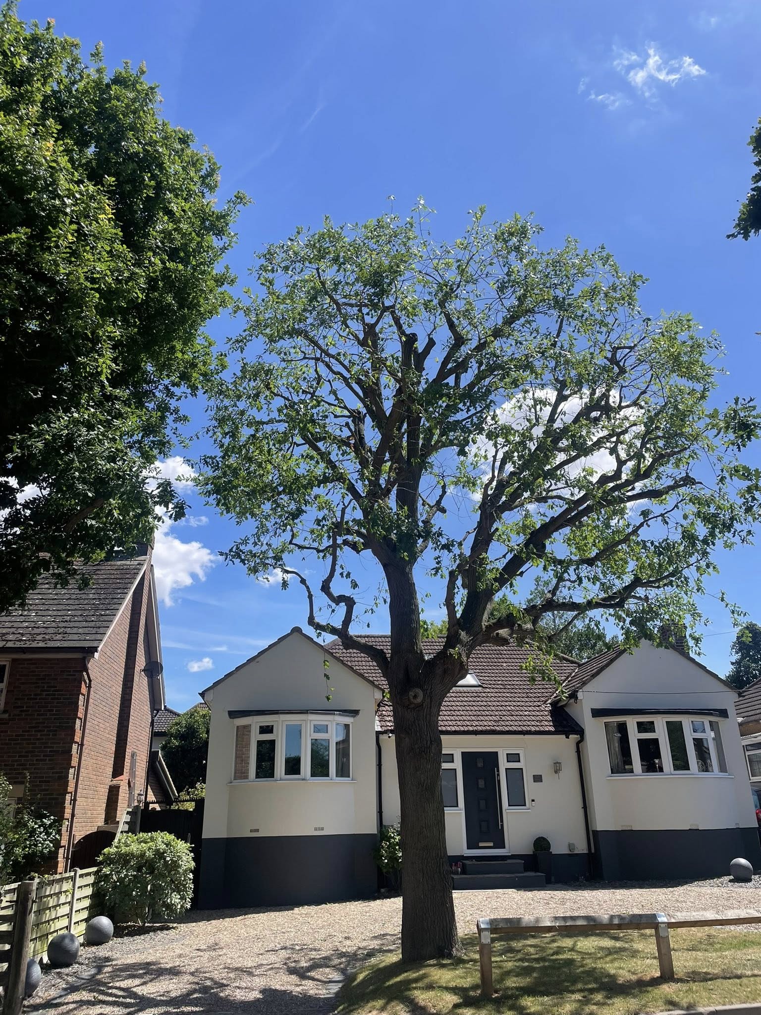Beautiful mature tree after professional pruning