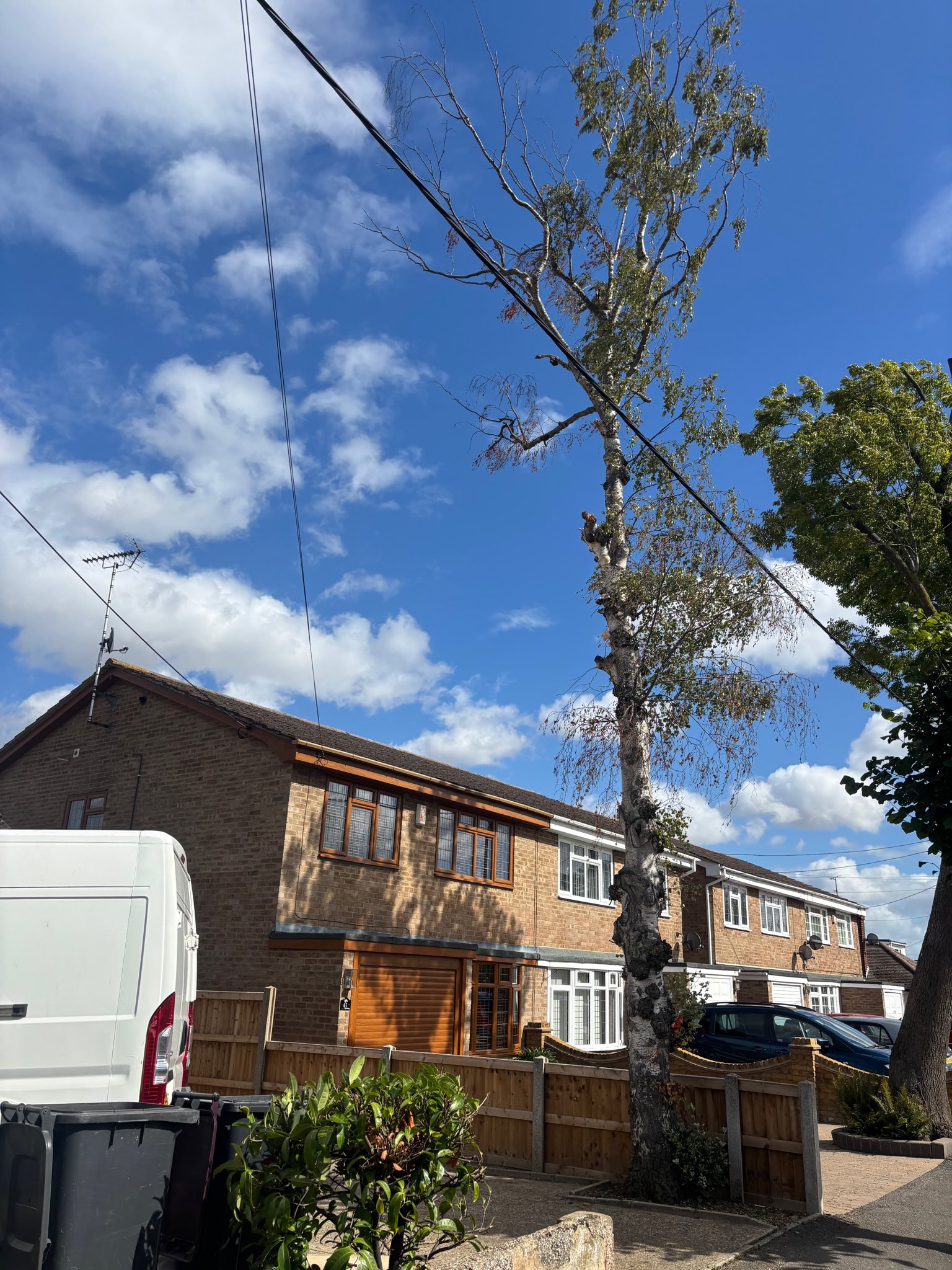 Professional tree surgeon at work on tall tree