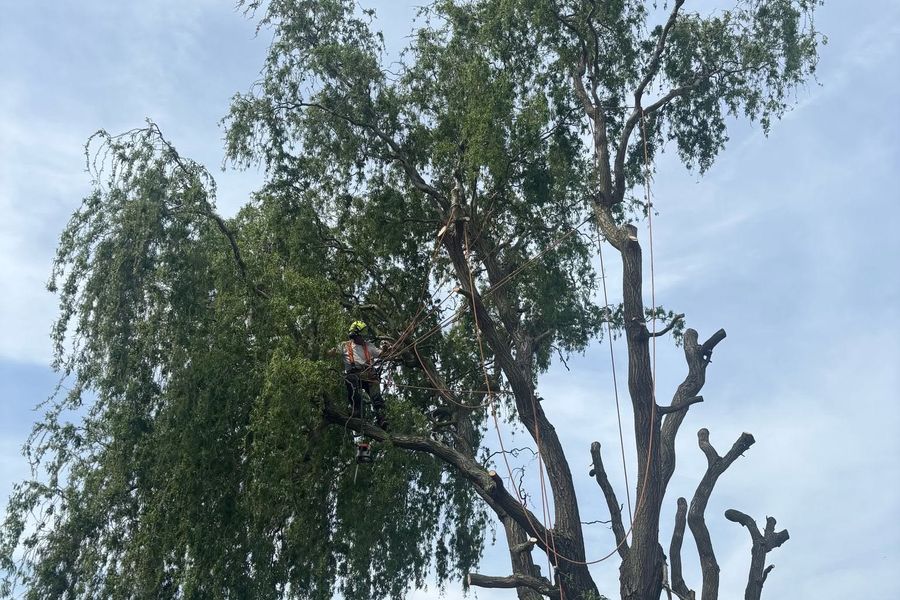 Crown Reduction & Thinning by Tree King