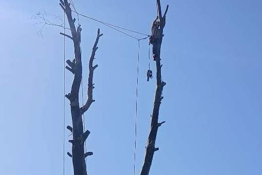 Dead Wooding by Tree King