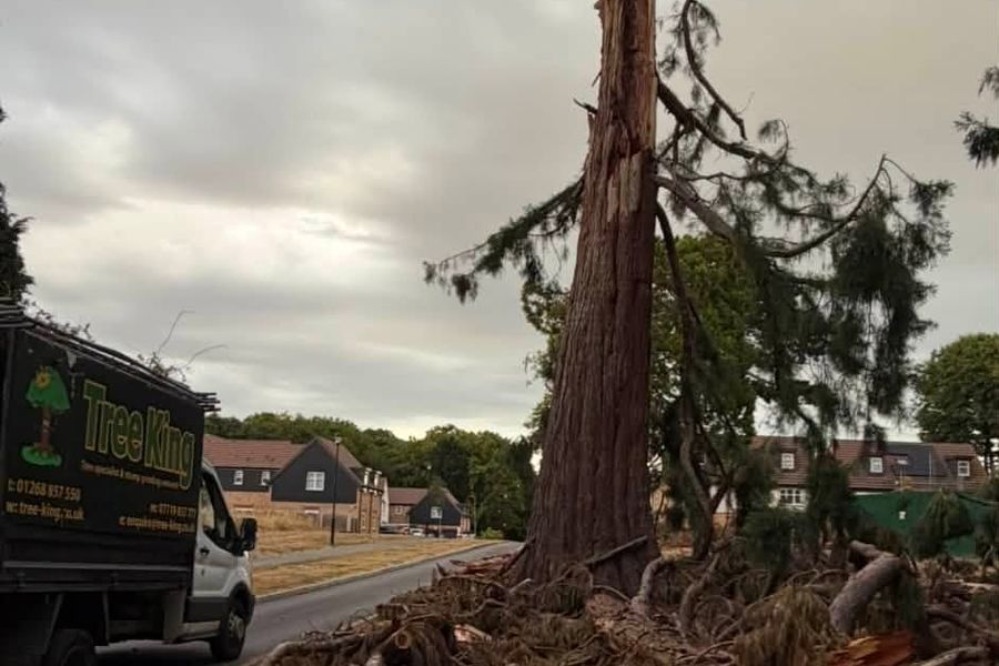 Tree Felling & Removal by Tree King