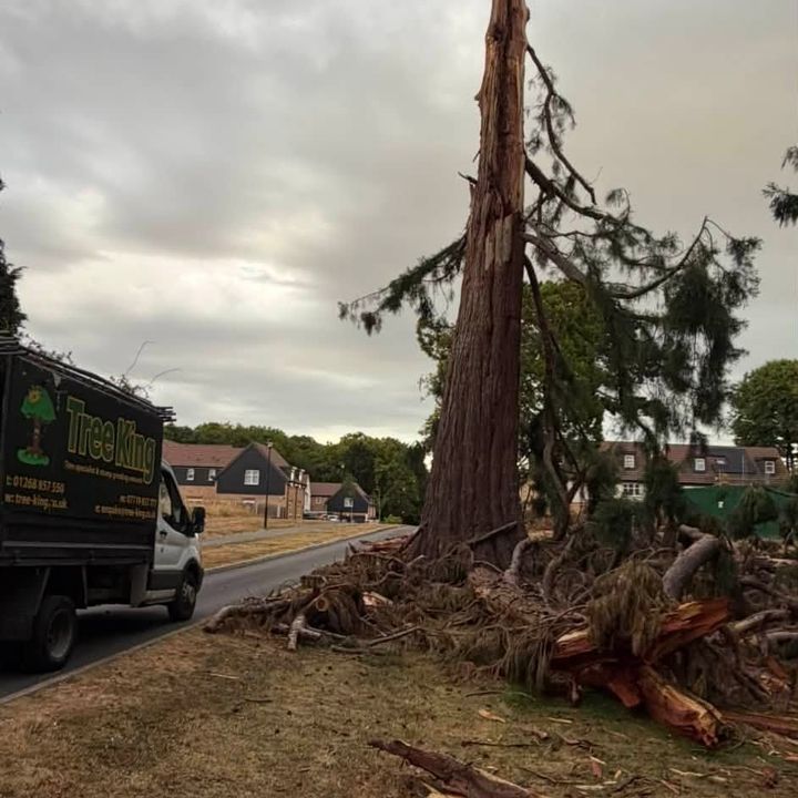 Tree King tree surgery job in Essex