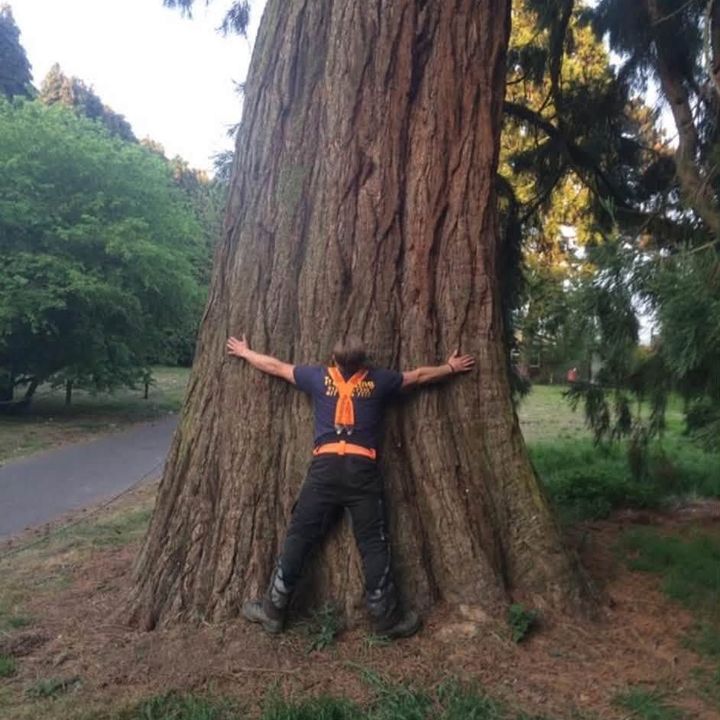 Tree King tree surgery job in Essex