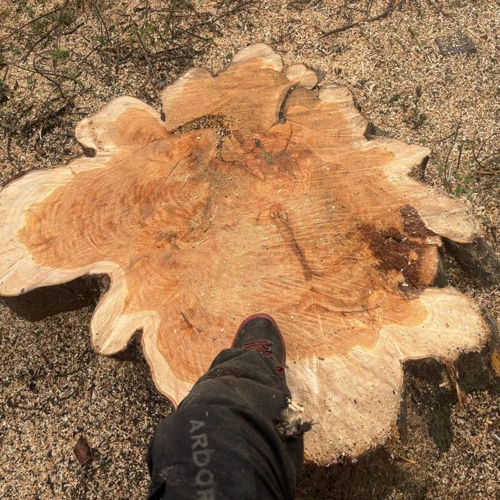 Tree King tree surgery job in Essex