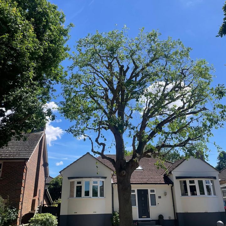Tree King tree surgery job in Essex