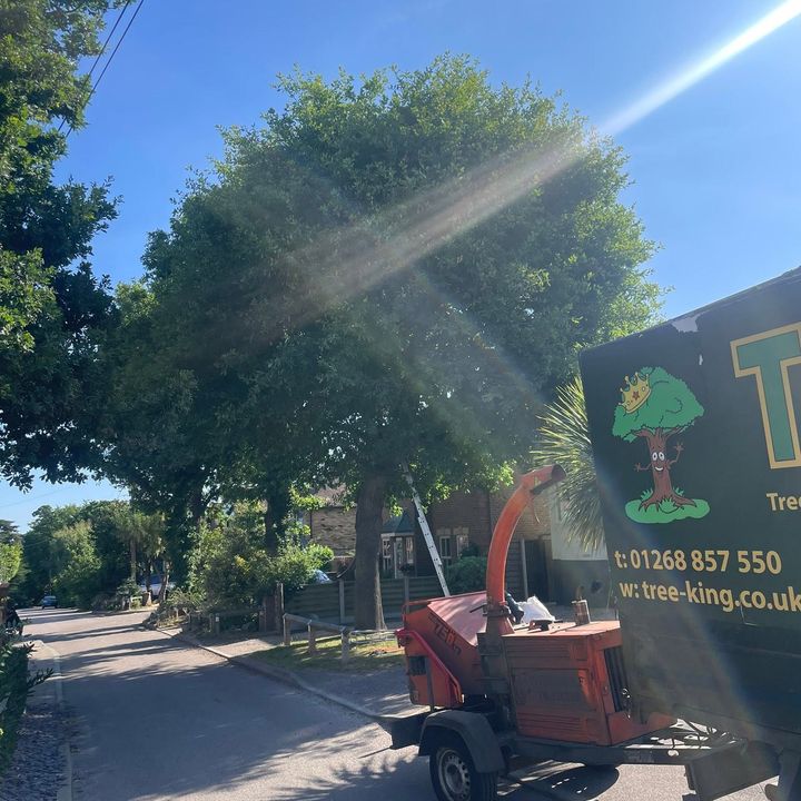 Tree King tree surgery job in Essex