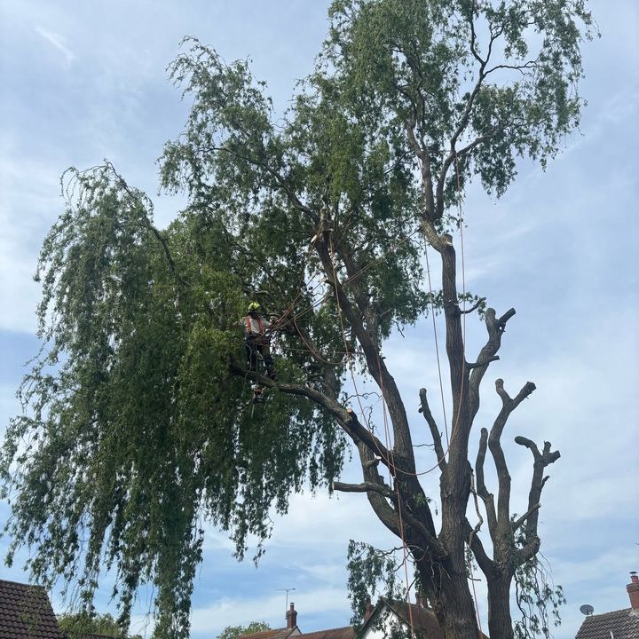 Tree King tree surgery job in Essex