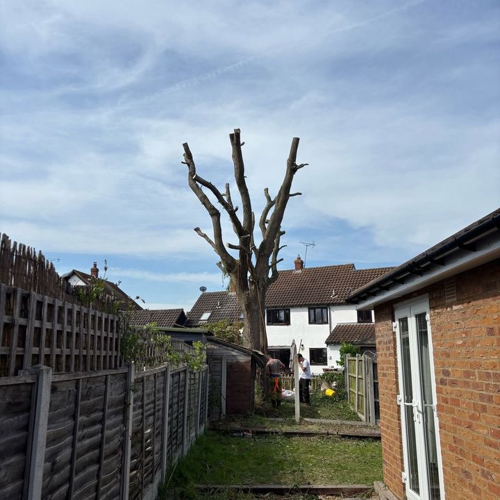 Tree King tree surgery job in Essex