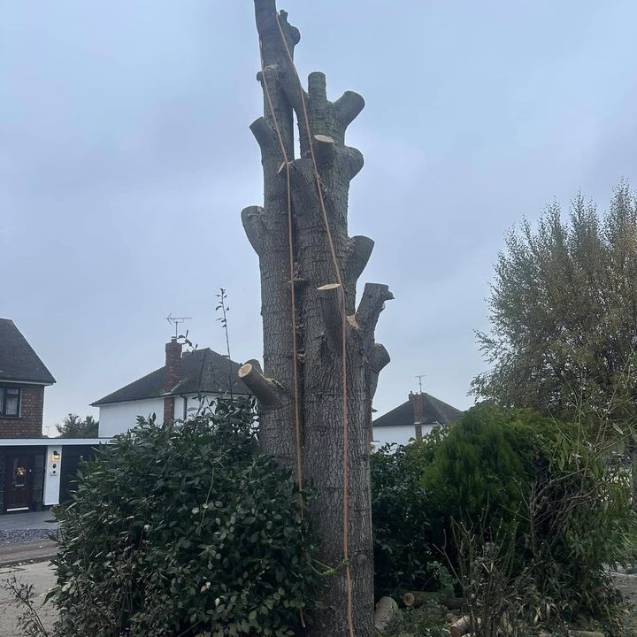 Tree King tree surgery job in Essex