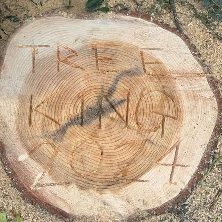 Tree King tree surgery job in Essex