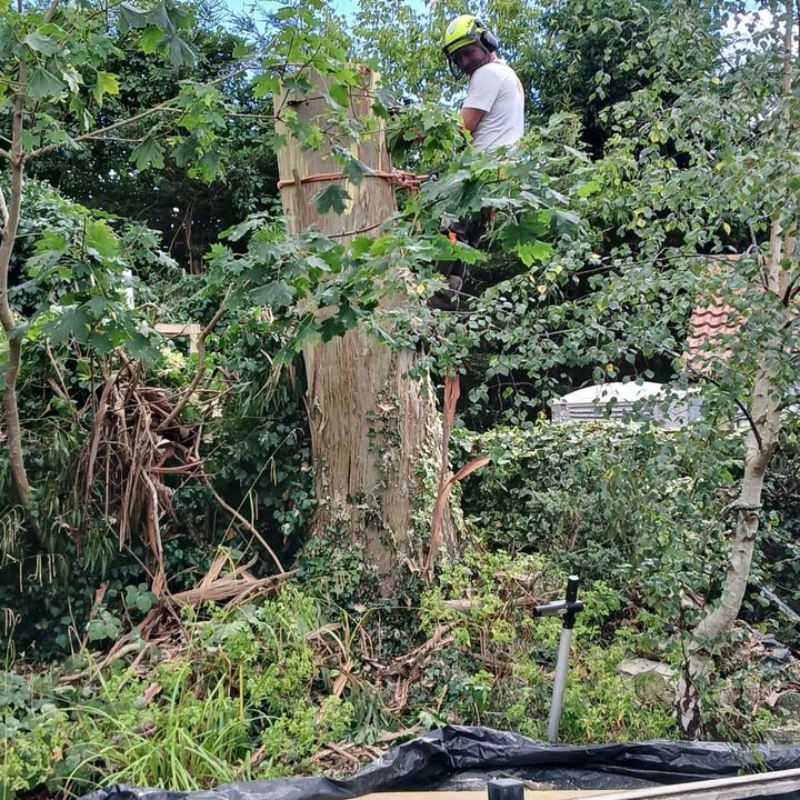 Tree King tree surgery job in Essex