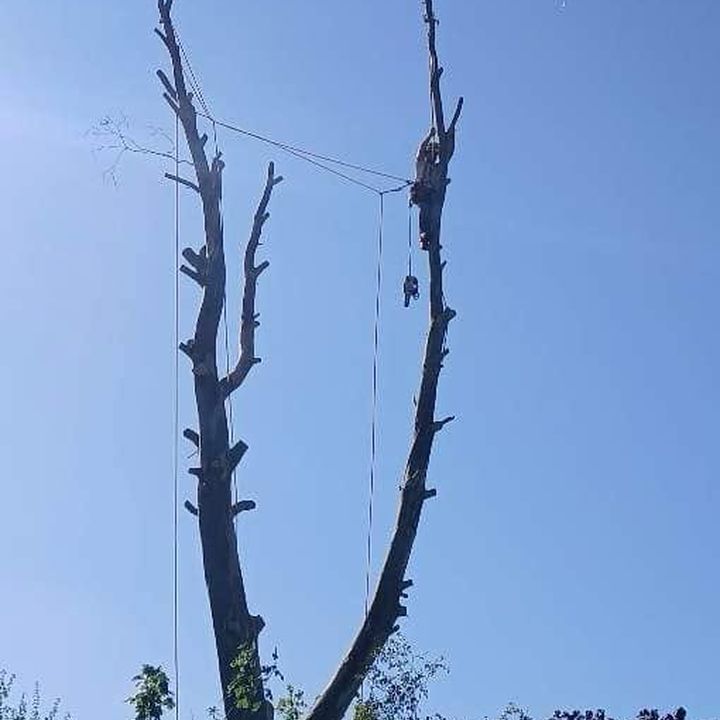 Tree King tree surgery job in Essex