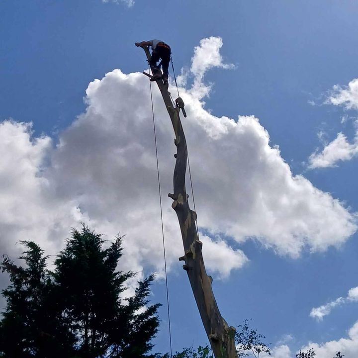 Tree King tree surgery job in Essex
