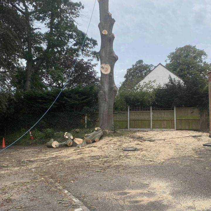 Tree King tree surgery job in Essex