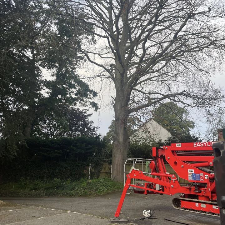 Tree King tree surgery job in Essex