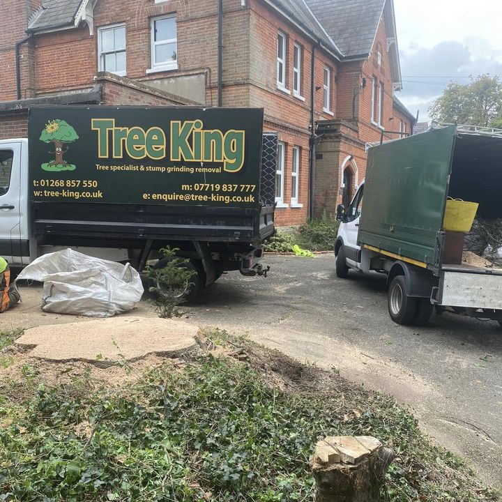 Tree King tree surgery job in Essex