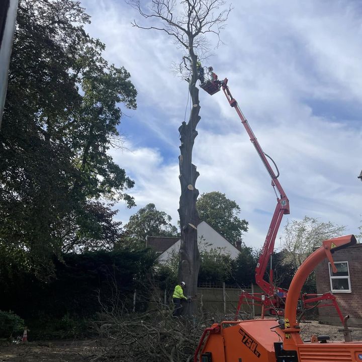 Tree King tree surgery job in Essex