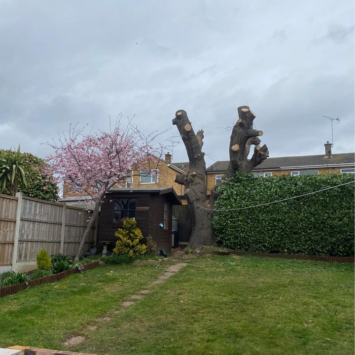 Tree King tree surgery job in Essex