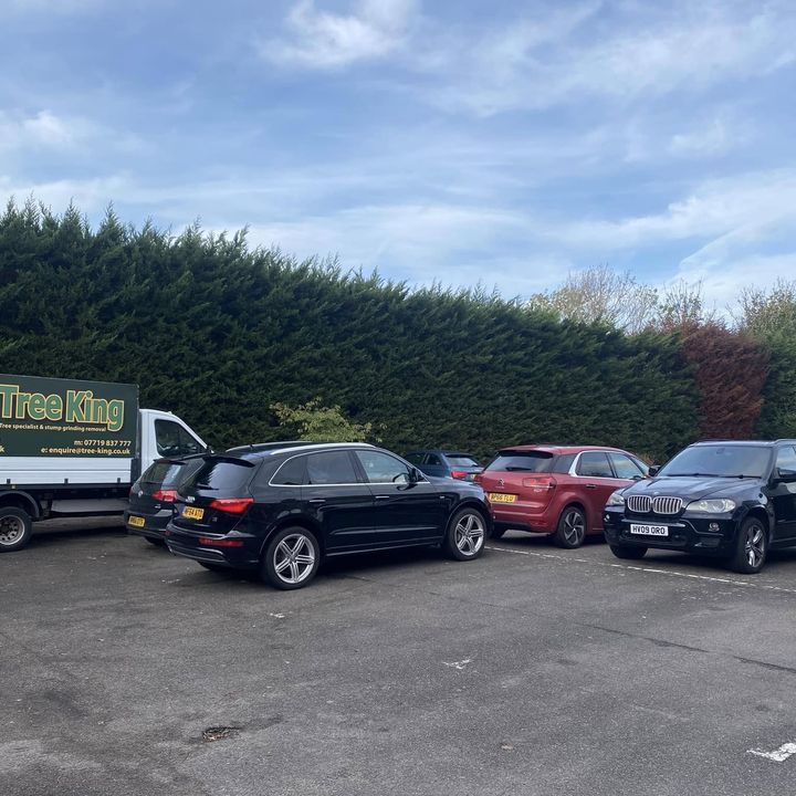 Tree King tree surgery job in Essex