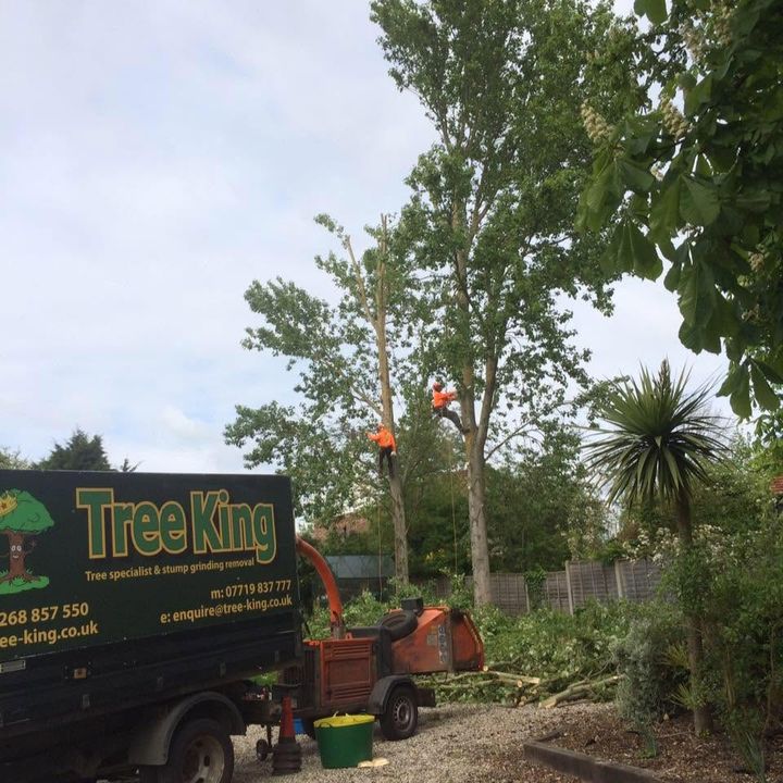Tree King tree surgery job in Essex
