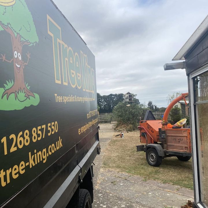 Tree King tree surgery job in Essex
