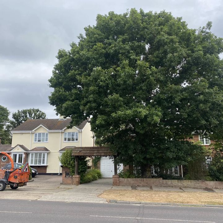 Tree King tree surgery job in Essex