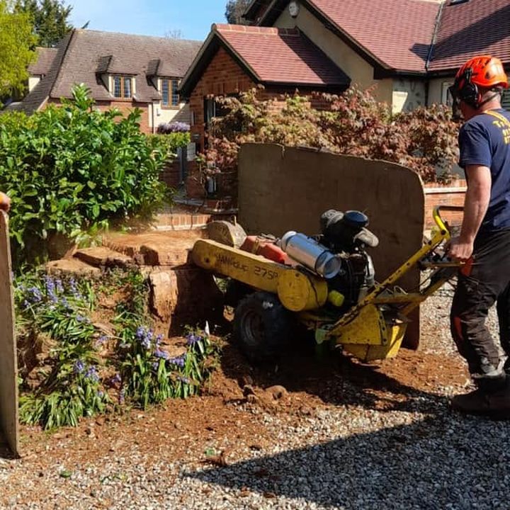 Tree King tree surgery job in Essex