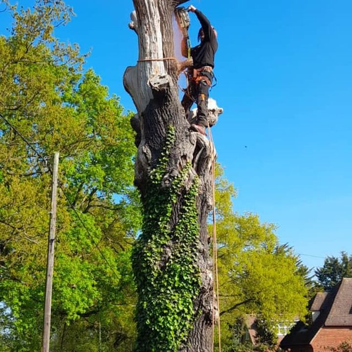 Tree King tree surgery job in Essex