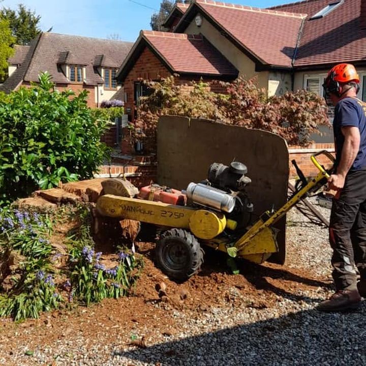 Tree King tree surgery job in Essex