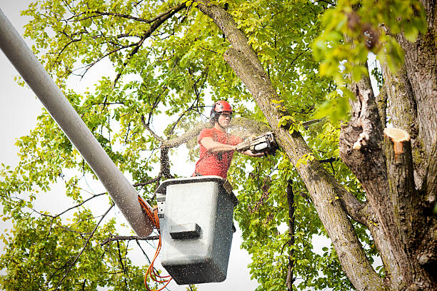 Tree Trimming & Felling