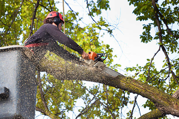 Professional tree removal service