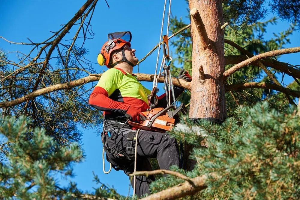 Tree Surgeon Services